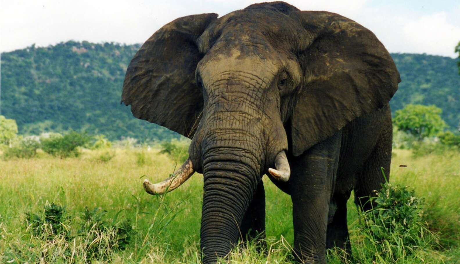 Bullhook Disgust Spurs Another Major City To Ban Elephant Abuse - The Dodo