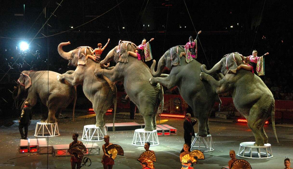 After Years Of Protests, Ringling Bros. Finally Takes The Hint [Updated ...