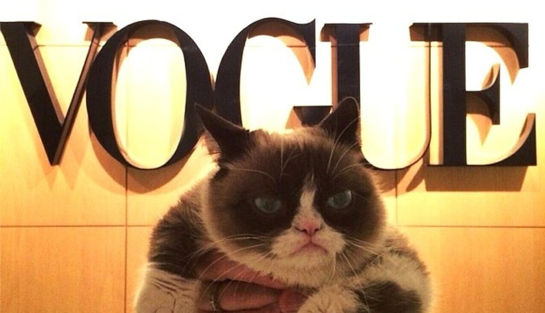Grumpy Dodo People Are Enjoying Grumpy Cat's Media Tour -- But Is She? - The Dodo