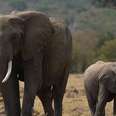 America Facing Strict Deadline To Save Elephants