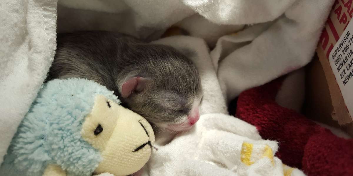 'Wobbly' Kitten Finds A Dad Who Makes Him Feel Safe The Dodo