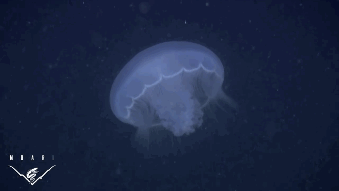 Crazy Creatures Of The Deep Sea: Jellyfish That Look Like Belly