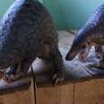 Large confiscation of pangolins arrive at WFFT's LWRC