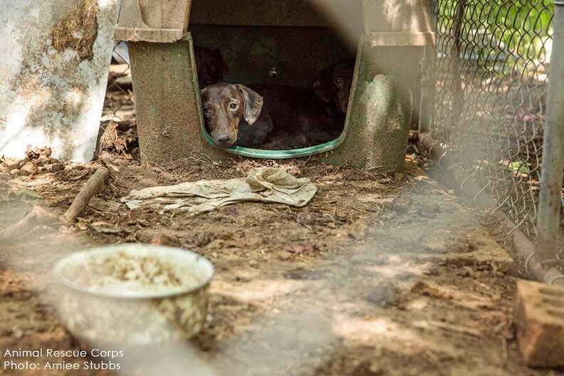 Dogs Rescued From Puppy Mill Had Never Actually Seen Sunlight The Dodo