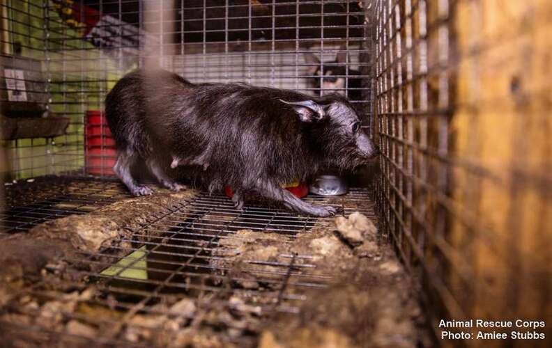 Dogs Rescued From Puppy Mill Had Never Actually Seen Sunlight The Dodo