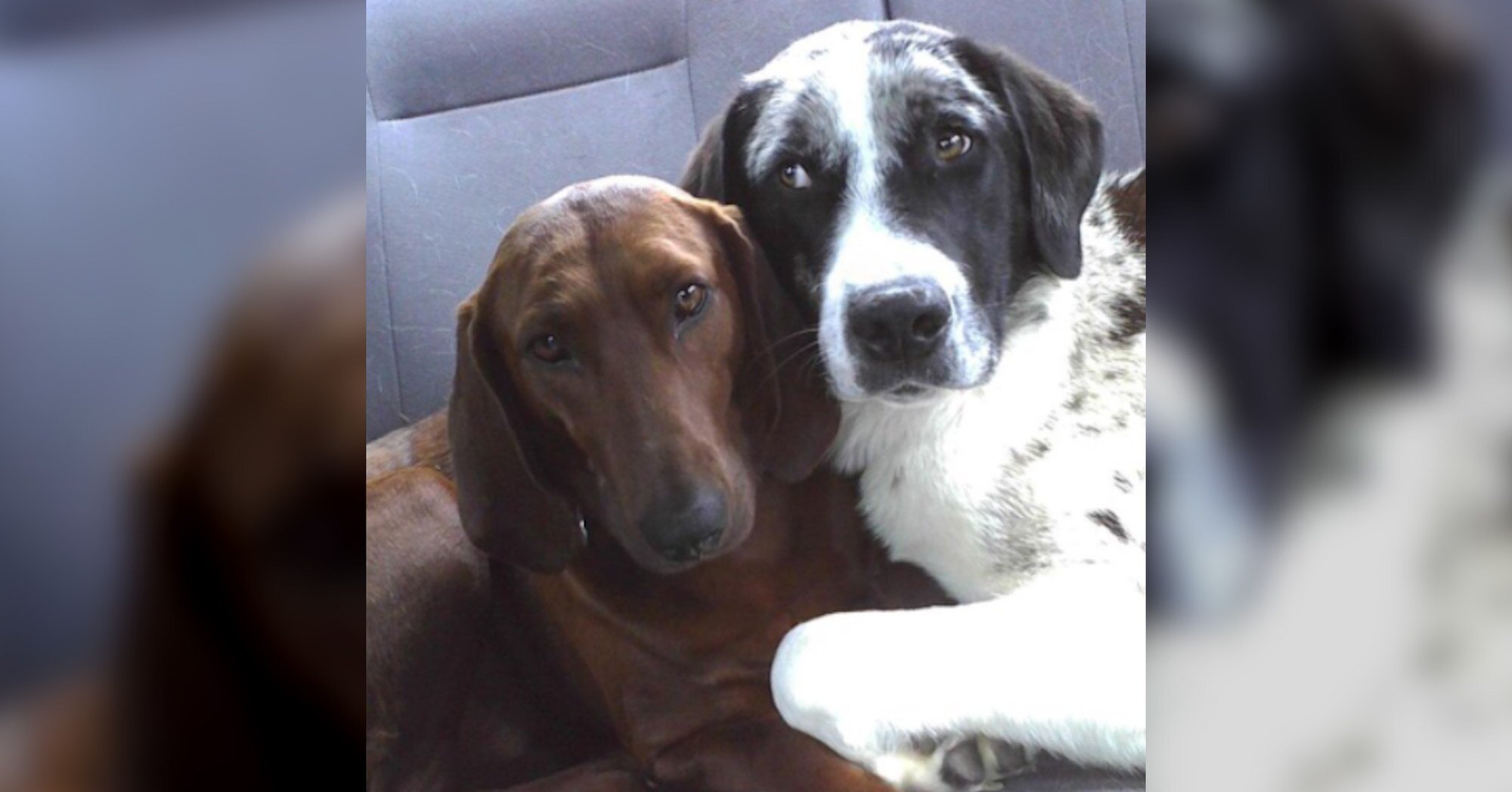 Dog Best Friends Can't Be Adopted Without Each Other - The Dodo