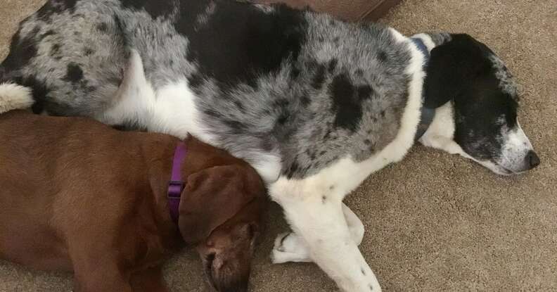 dog best friends adopted together