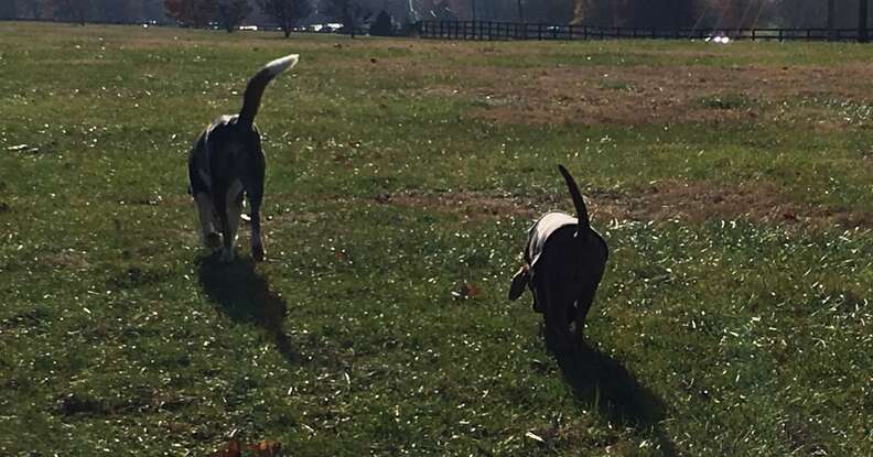 dog best friends adopted together