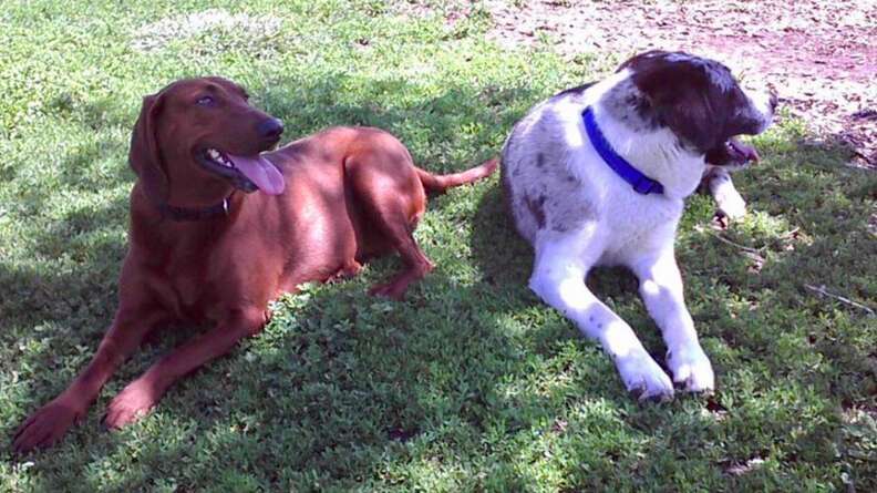 dog best friends adopted together