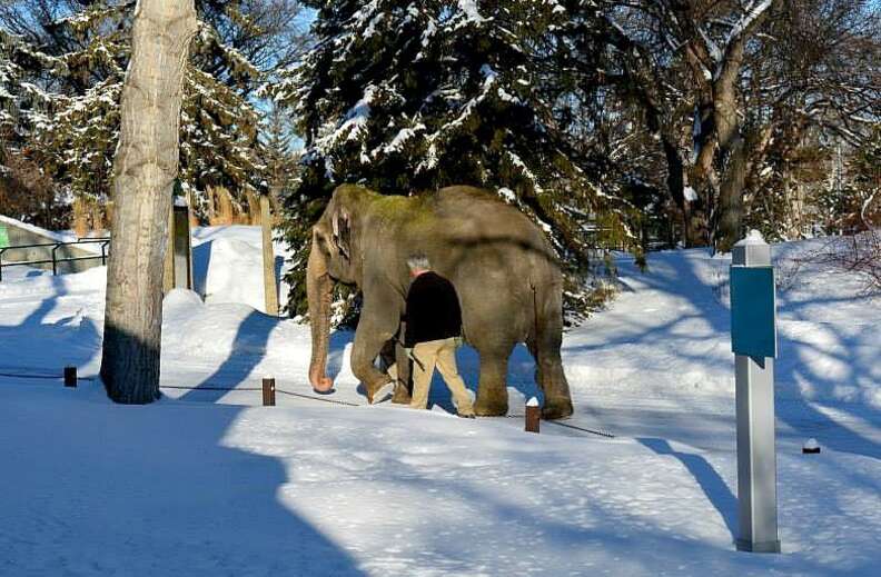 Zoo Rejects Coat Donated To Keep Lonely Elephant Warm - The Dodo