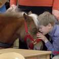 Service Horse Gives Her Little Boy A Shoulder To Lean On