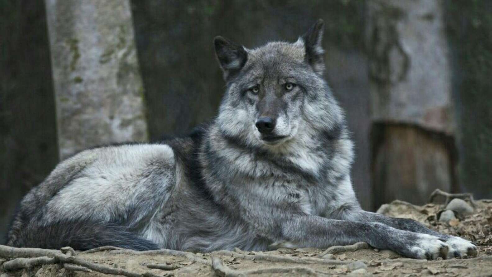 Groups Petition For Emergency Endangered Species Act Protection For ...