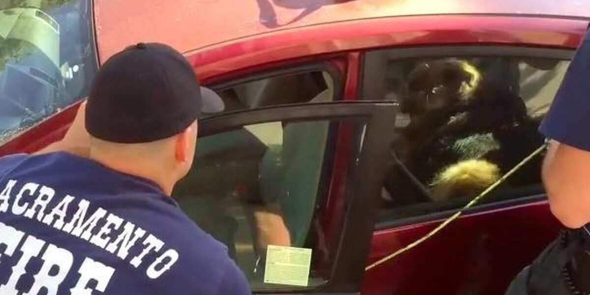 Firefighters Break Into Hot Car To Rescue 12-Year-Old Dog - The Dodo