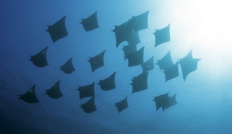 What 1,000 Rays Look Like Cruising Just Below The Ocean’s Surface - The ...