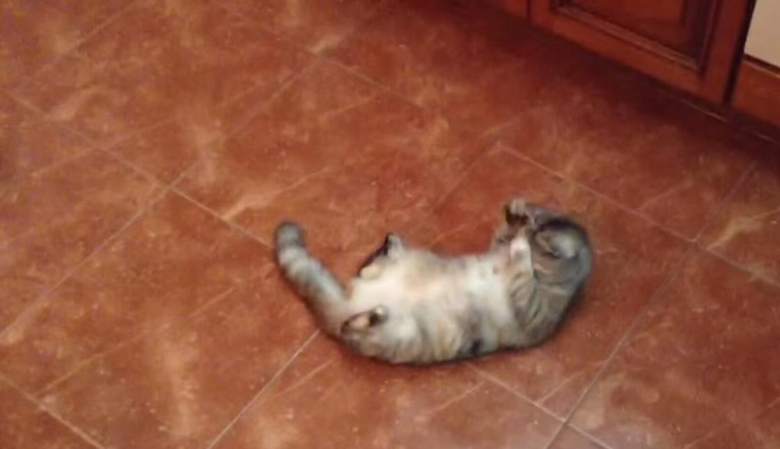 Cat Smells Olives, Has World Turned Upside Down The Dodo