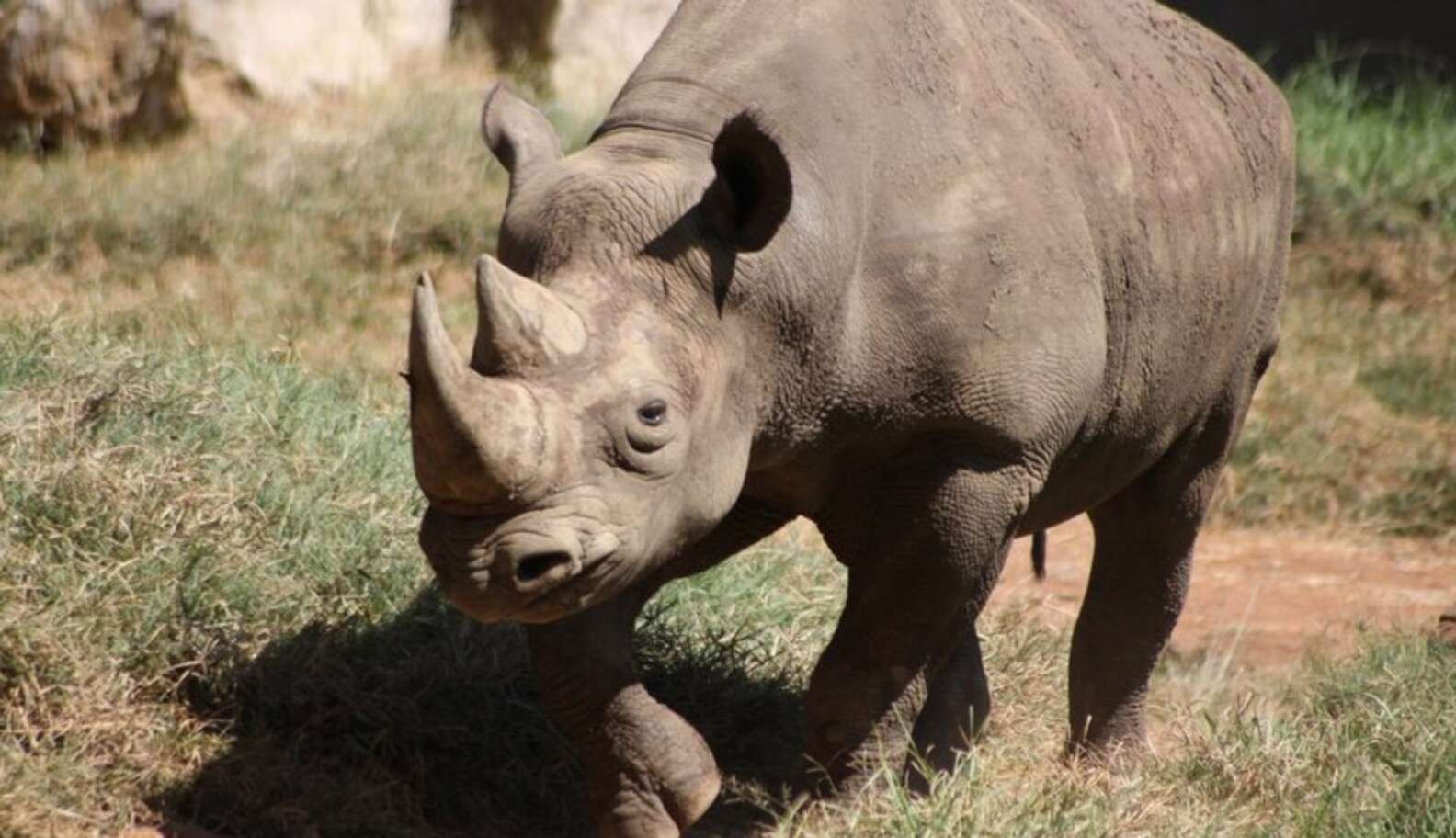 High-Tech Revenge: Rhino Poachers Face Threat From Above - The Dodo