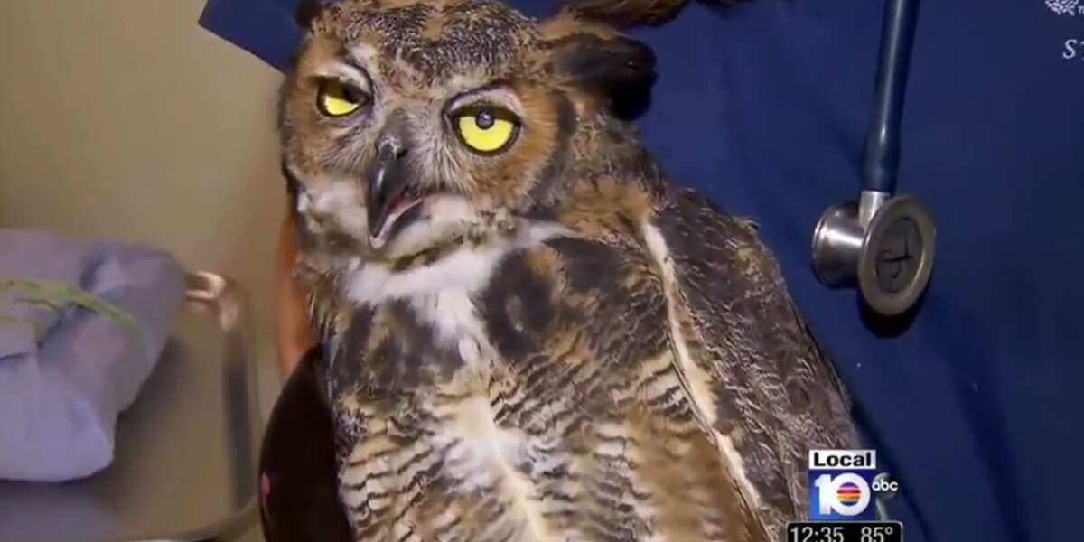 Nearly Blind Owl Gets A Second Chance At Sight - The Dodo