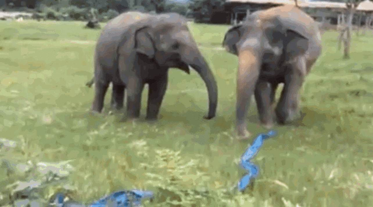 What Happens When A Rescued Elephant Finds Some Plastic Ribbon To Dance ...