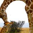 Giraffes Are Going Extinct And No One Is Talking About It