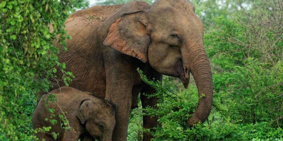 This Giving Tuesday, Remember The Animals - The Dodo