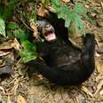 Rescued Bear Cub Returns To Forest, Goes Absolutely Bonkers