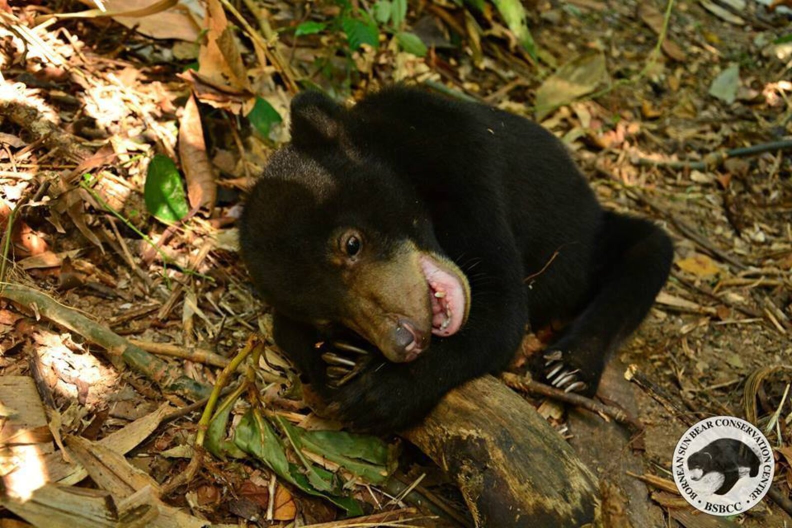 Rescued Bear Cub Returns To Forest, Goes Absolutely Bonkers The Dodo