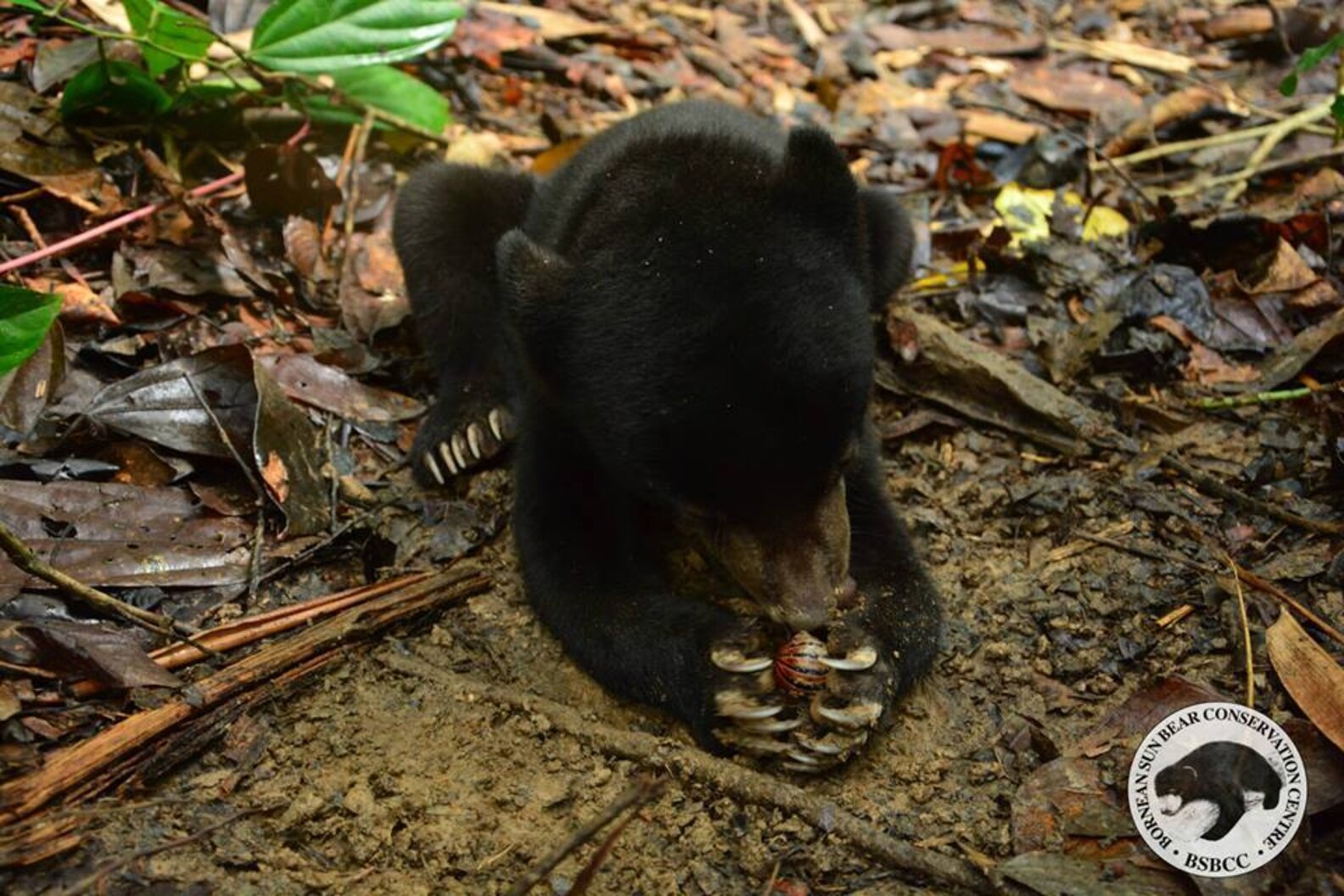 Rescued Bear Cub Returns To Forest, Goes Absolutely Bonkers The Dodo