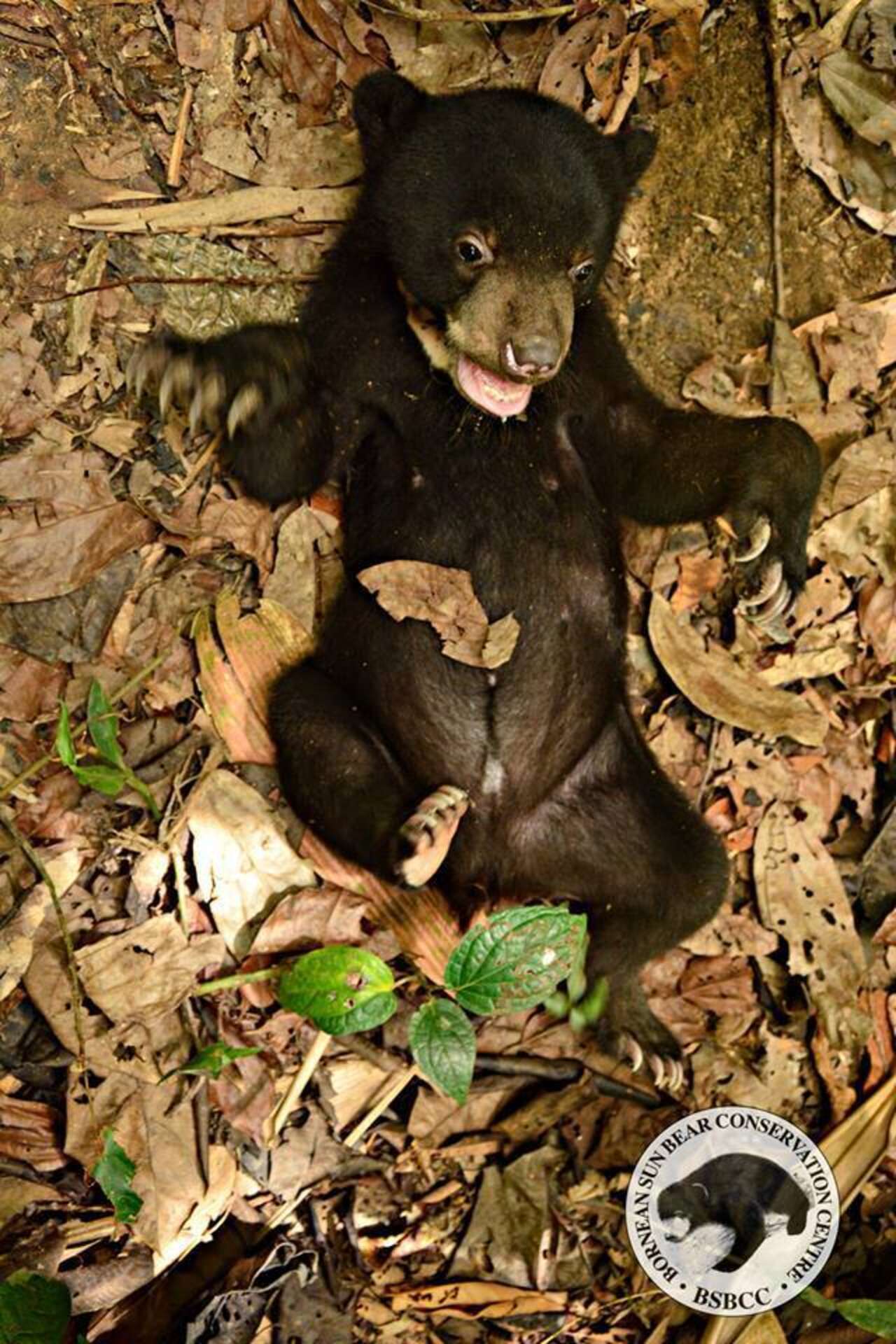 помет медведя фото дикого