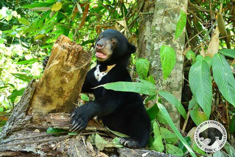 Rescued Bear Cub Returns To Forest, Goes Absolutely Bonkers - The Dodo