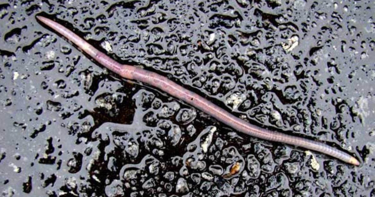 Yes, I Do Pick Up Every Worm In The Road - The Dodo