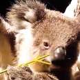 Baby Koala Found All Alone Is So Happy Now