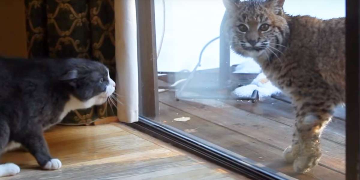 Chill Bobcat Just Doesn't Get Why House Cat Is So Angry - The Dodo