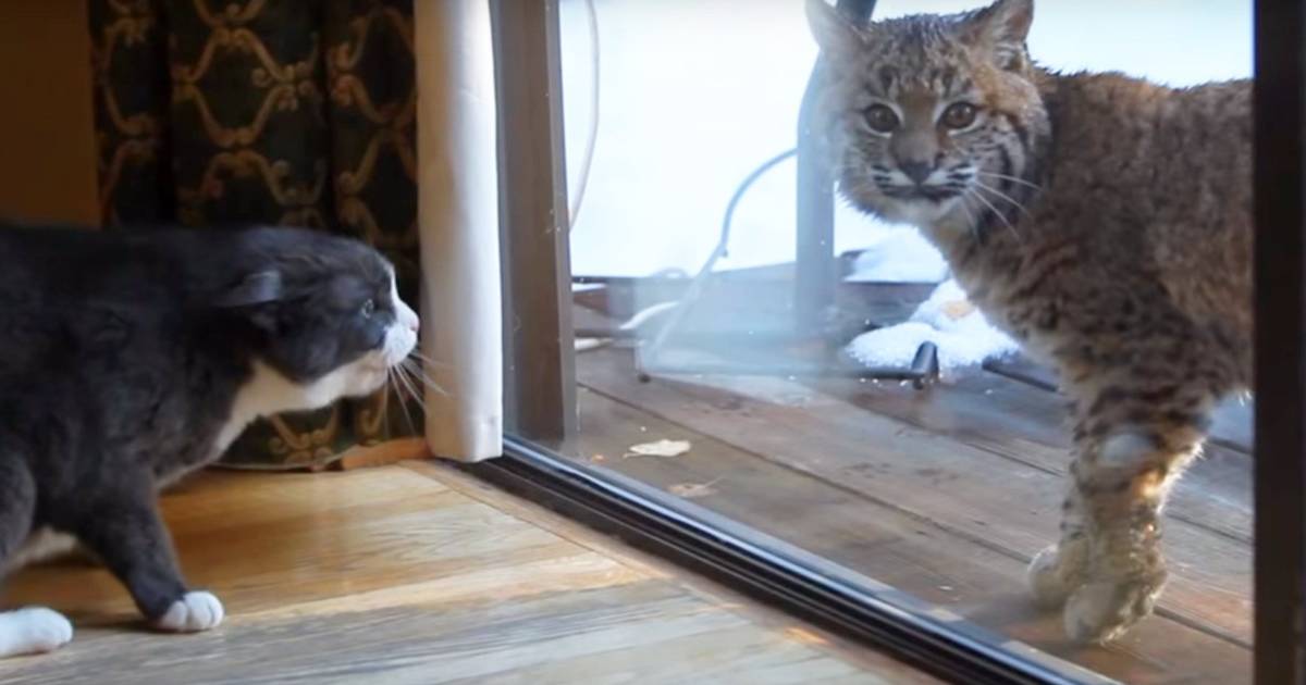 Bobcat and domestic store cat