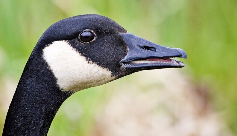 Goose Survives Being Shot After Hunters (Of All People) Stage Elaborate ...