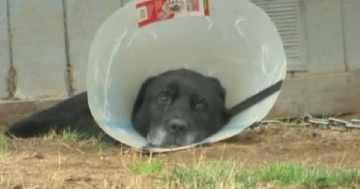 Lonely Dog Has Been Tied Up In Yard For 5 Years The Dodo