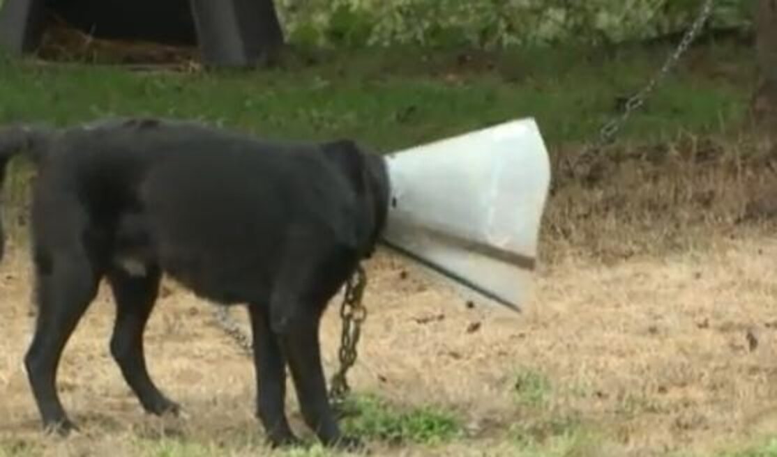 Lonely Dog Has Been Tied Up In Yard For 5 Years The Dodo