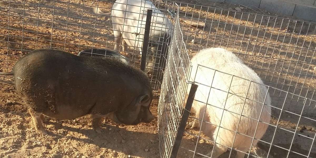 What Happens To Most 'Teacup' Pigs When They Hit 60 Pounds The Dodo