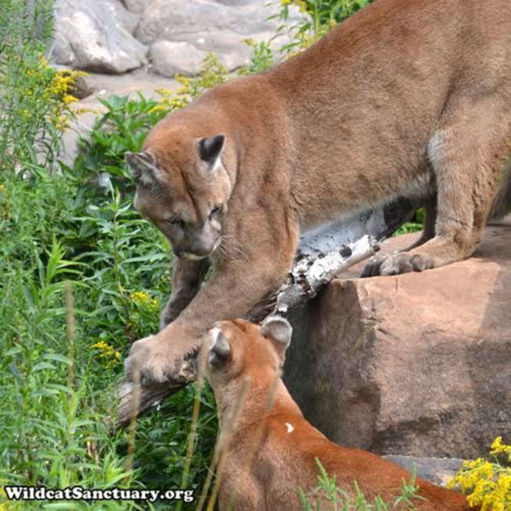 Cougar Steps In To Guide His Best Friend When She Goes Blind The Dodo 