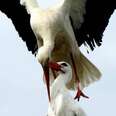 Stork Flies Thousands Of Miles Every Year Just To See His Injured Soul Mate