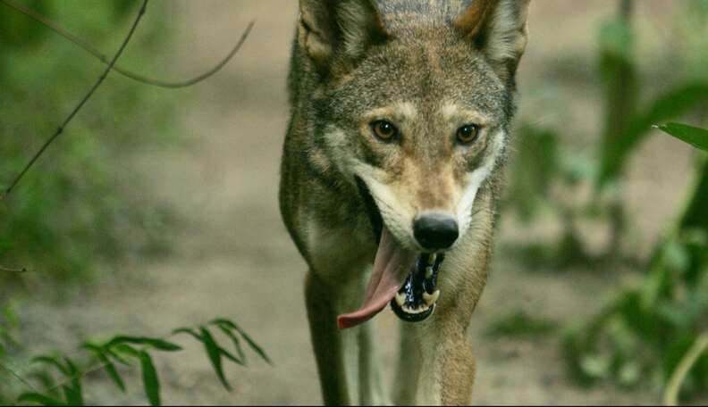 Red Wolf Scale