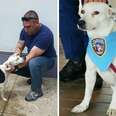 Stray Dog Walks Into Police Station, Finds His Forever Family