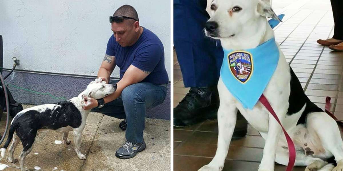 Stray Dog Walks Into Police Station, Finds His Forever Family - The Dodo