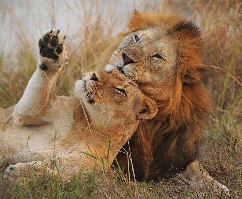 love lion