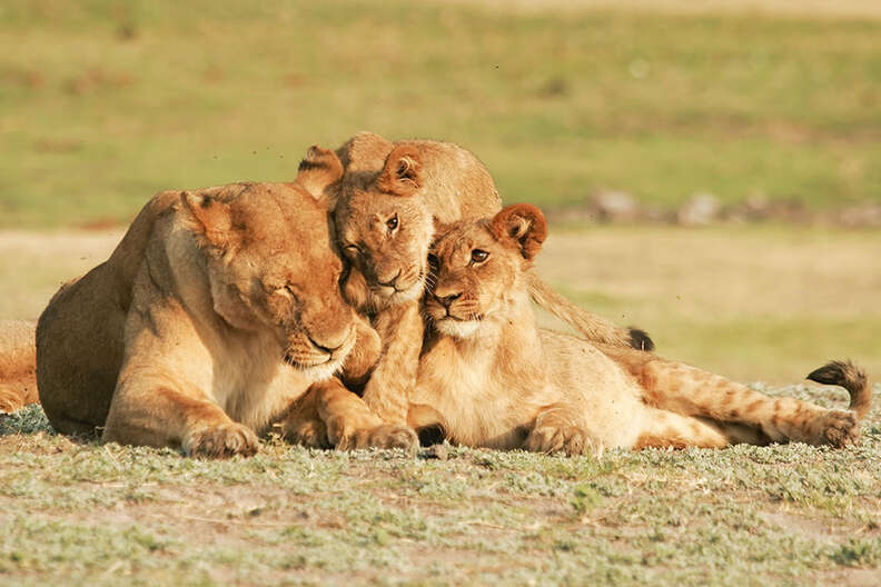 Like All Lions, Cecil Had A Huge Capacity To Love - The Dodo