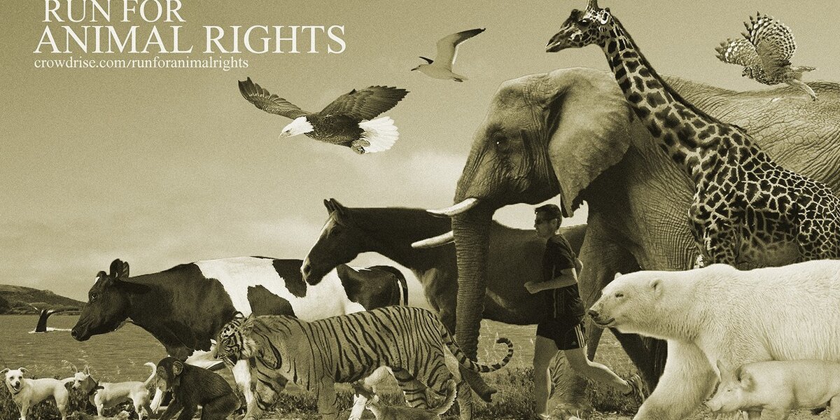 Running the San Francisco Marathon Twice for Animal Rights. - The Dodo