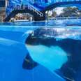 These Are The Last Orcas To Ever Live In SeaWorld Tanks