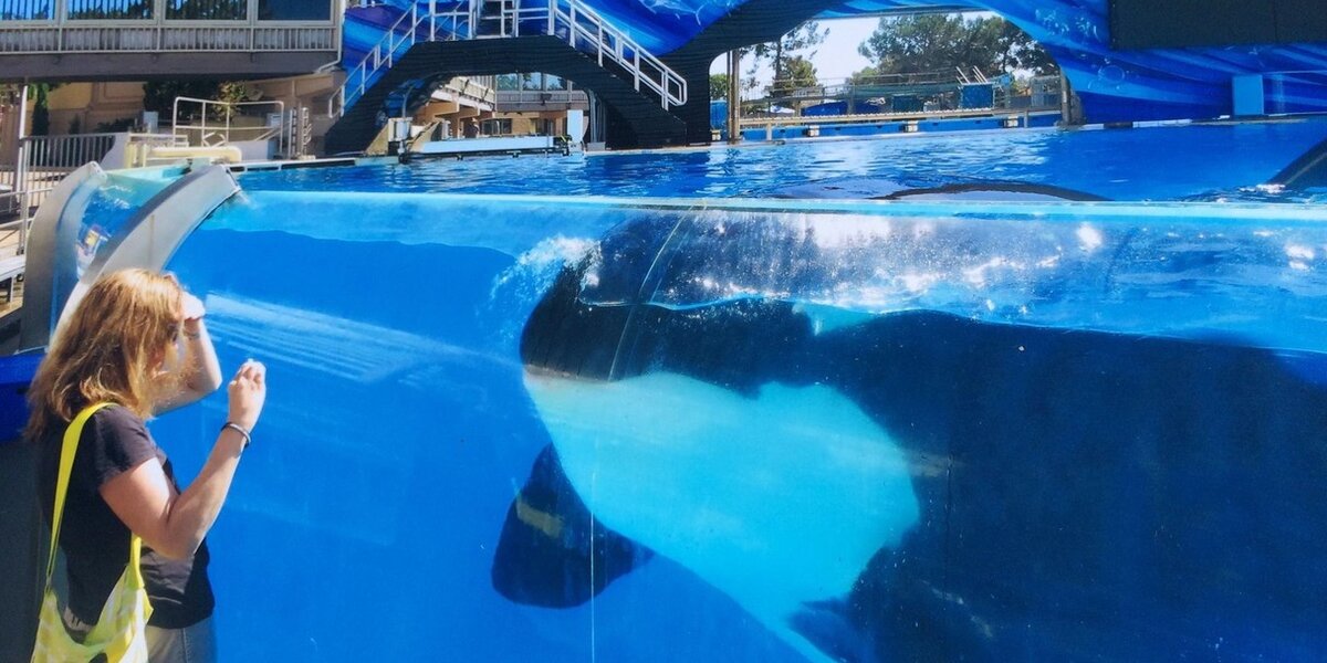 These Are The Last Orcas To Ever Live In SeaWorld Tanks - The Dodo