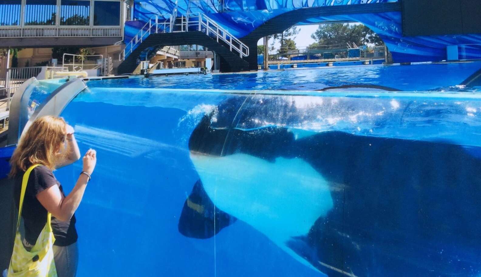 These Are The Last Orcas To Ever Live In SeaWorld Tanks - The Dodo