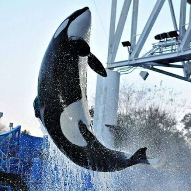 These Are The Last Orcas To Ever Live In SeaWorld Tanks - The Dodo