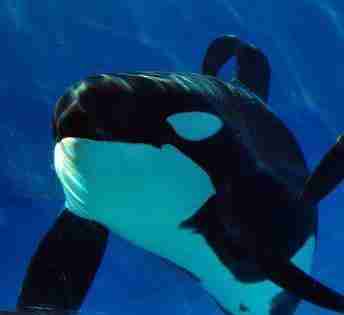 These Are The Last Orcas To Ever Live In SeaWorld Tanks - The Dodo